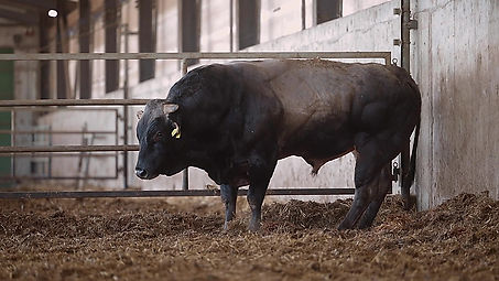 Piedmontese Bull